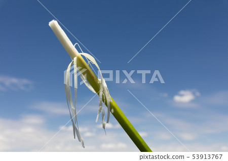 Fresh edible totora rod Fresh edible totora rod 53913767