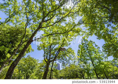 新鮮綠色的Sarue Onshi公園 53913944