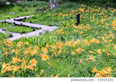 六甲高山植物園 53914185