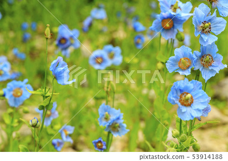 Rokko alpine botanical garden 53914188
