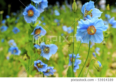 六甲高山植物園 53914189