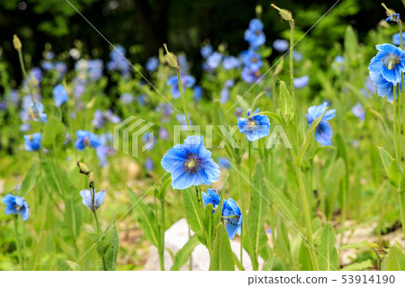 Rokko alpine botanical garden 53914190