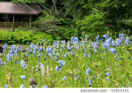 六甲高山植物園 六甲高山植物園 53914191