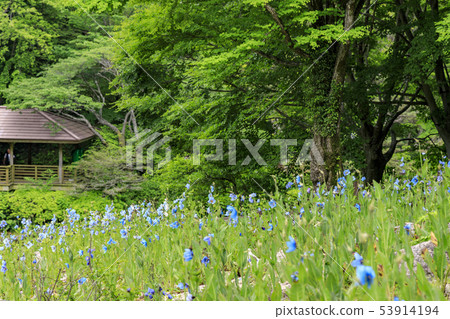 六甲高山植物園 53914194