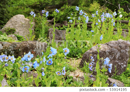 六甲高山植物園 六甲高山植物園 53914195