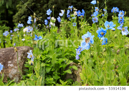 六甲高山植物園 六甲高山植物園 53914196