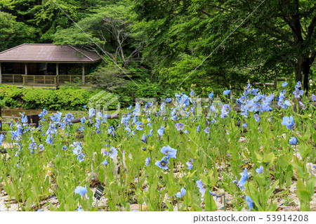 六甲高山植物園 53914208