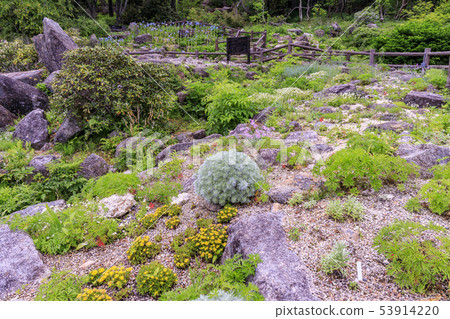 六甲高山植物園 53914220