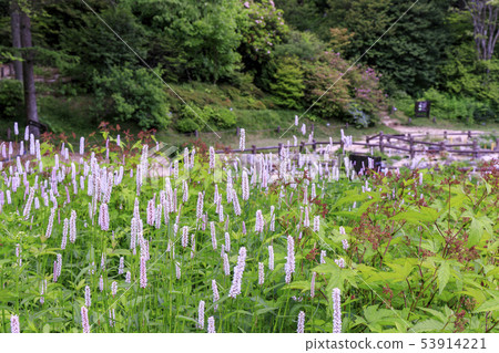六甲高山植物園 六甲高山植物園 53914221