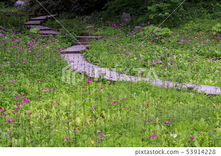 Rokko alpine botanical garden 53914228