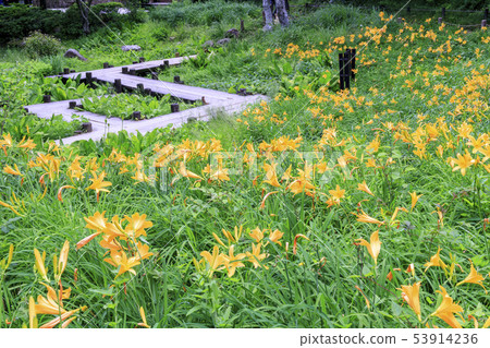 六甲高山植物園 53914236