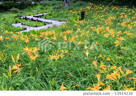 Rokko alpine botanical garden Rokko alpine botanical garden 53914238