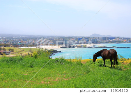 Hamduk beach, Suwoo-bong, beach, sea, wildflower, Hamduk beach, Suwoo-bong, beach, sea, wildflower, 53914320