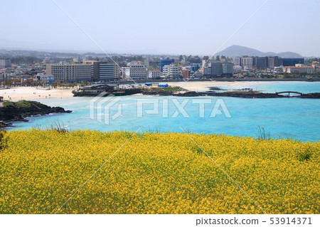 Hamduk Beach,Seoungbong,海,野花,海灘, Hamduk Beach,Seoungbong,海,野花,海灘, 53914371