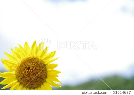 sunflower	 53914687