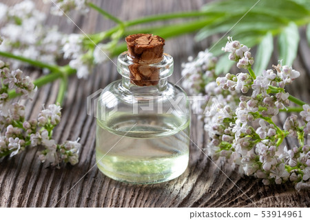 A bottle of valerian essential oil A bottle of valerian essential oil 53914961