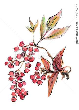 羅文野草插圖垂直 53915753