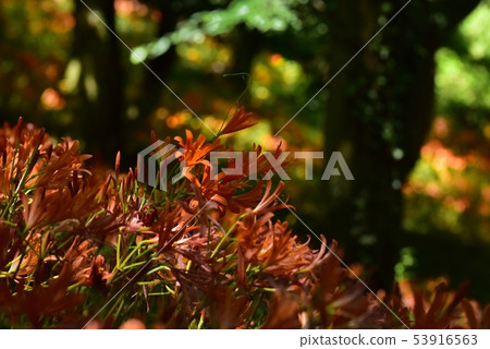 A flowering foxgul razor community that blooms under the forest of Mt. Mitaka 53916563