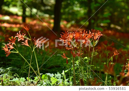 A flowering foxgul razor community that blooms under the forest of Mt. Mitaka 53916581
