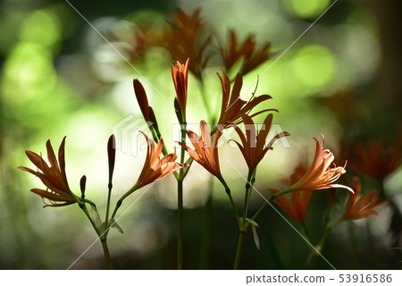 A flowering foxgul razor community that blooms under the forest of Mt. Mitaka 53916586