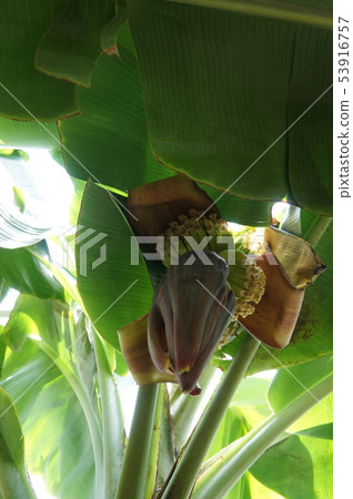 Banana flowers Banana flowers 53916757
