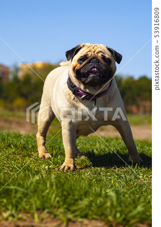Pug dog stands on green grass. 53916809