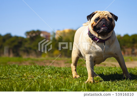 Pug dog stands on green grass. Pug dog stands on green grass. 53916810