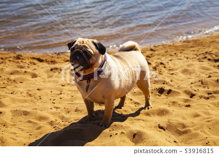 Dog pug is standing on the sand. Dog pug is standing on the sand. 53916815