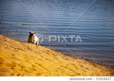 Dog pug is standing on the sand near the lake. Dog pug is standing on the sand near the lake. 53916827
