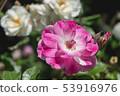 粉紅色的花朵 53916976
