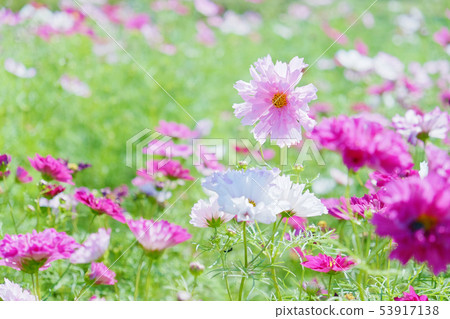 粉紅色的宇宙 粉紅色的宇宙 53917138