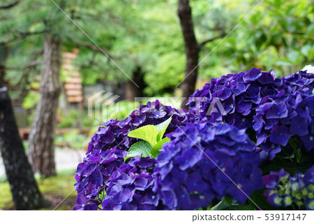 Scarlet hydrangea Scarlet hydrangea 53917147
