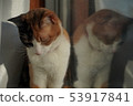 Cat  53917841