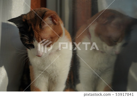 Cat Cat 53917841