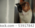 Cat  53917842