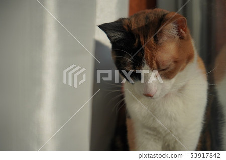 一隻貓 一隻貓 53917842