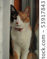 Cat  53917843