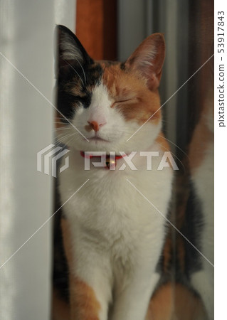 Cat Cat 53917843