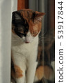 Mike cat 53917844