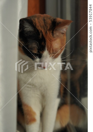 Mike cat Mike cat 53917844