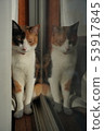 Mike cat 53917845