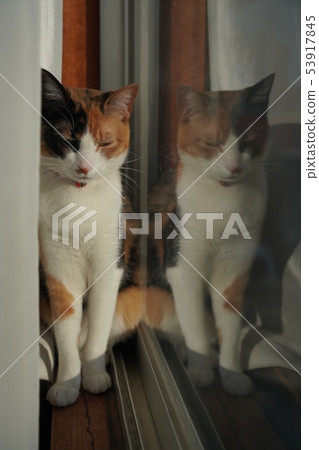 Mike cat Mike cat 53917845