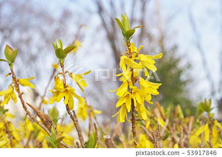 Yellow Forsythia flower Yellow Forsythia flower 53917846