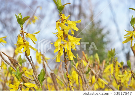 Yellow Forsythia flower Yellow Forsythia flower 53917847