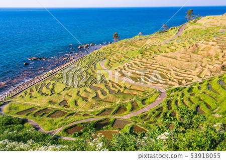 White rice senmaida where rice planting is finished (Ishikawa Prefecture) 53918055