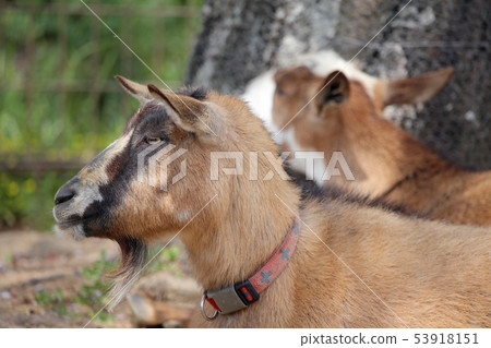 Tokarayagi Tokarayagi 53918151