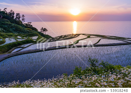 (Ishikawa Prefecture) Succeeding rice planting, white rice senmaida, setting sun 53918248