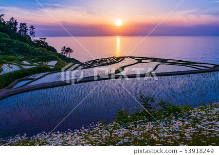 (Ishikawa Prefecture) Succeeding rice planting, white rice senmaida, setting sun 53918249