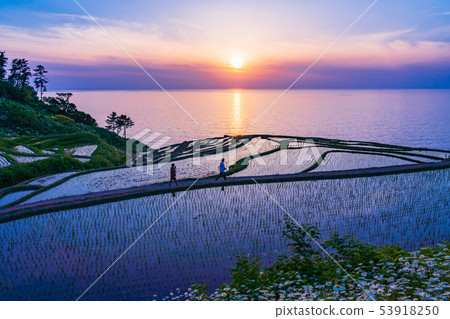 （石川縣）繼續種植水稻，白米飯，夕陽 53918250