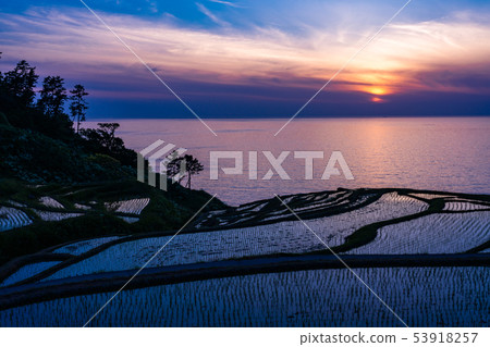(Ishikawa Prefecture) Succeeding rice planting, white rice senmaida, setting sun (Ishikawa Prefecture) Succeeding rice planting, white rice senmaida, setting sun 53918257